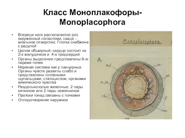 Класс Моноплакофоры- Monoplacophora Впереди ноги располагается рот, окруженный лопастями, сзади – анальное отверстие.