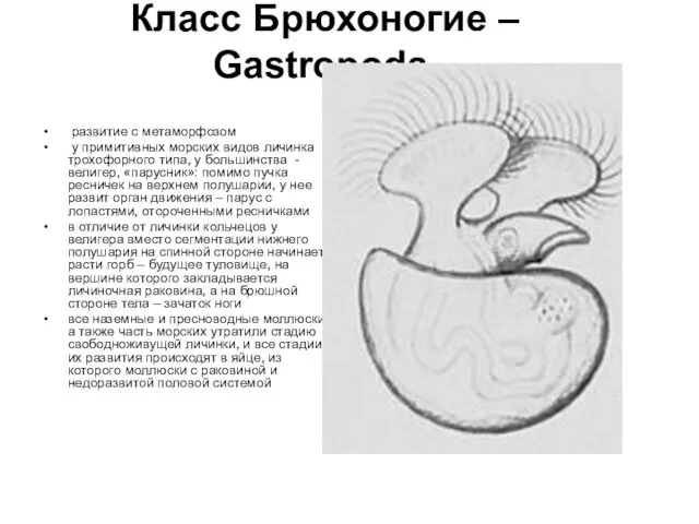 Класс Брюхоногие – Gastropoda развитие с метаморфозом у примитивных морских видов личинка трохофорного