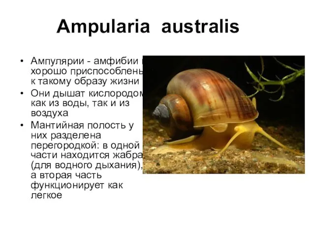 Ampularia australis Ампулярии - амфибии и хорошо приспособлены к такому
