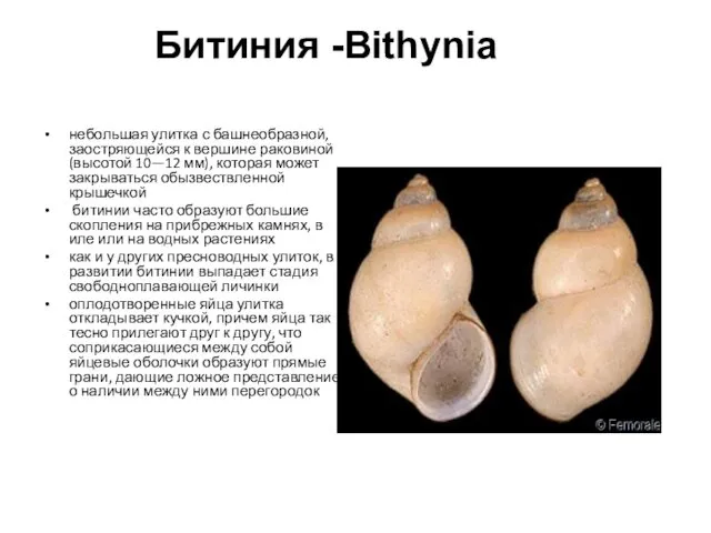 Битиния -Bithynia небольшая улитка с башнеобразной, заостряющейся к вершине раковиной (высотой 10—12 мм),