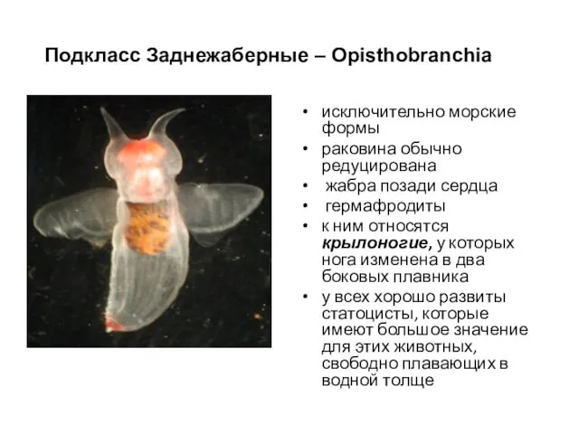 Подкласс Заднежаберные – Opisthobranchia исключительно морские формы раковина обычно редуцирована