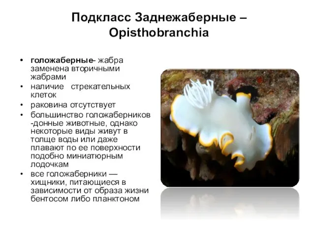 Подкласс Заднежаберные – Opisthobranchia голожаберные- жабра заменена вторичными жабрами наличие стрекательных клеток раковина