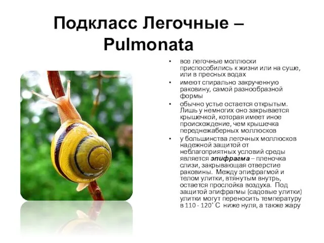Подкласс Легочные – Pulmonata все легочные моллюски приспособились к жизни или на суше,