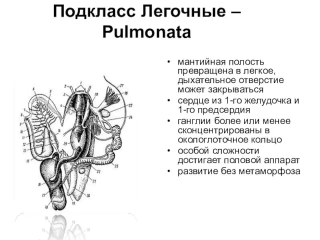 Подкласс Легочные – Pulmonata мантийная полость превращена в легкое, дыхательное отверстие может закрываться