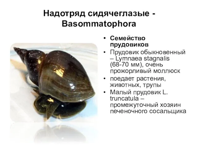 Надотряд сидячеглазые - Basommatophora Семейство прудовиков Прудовик обыкновенный – Lymnaea stagnalis (68-70 мм),