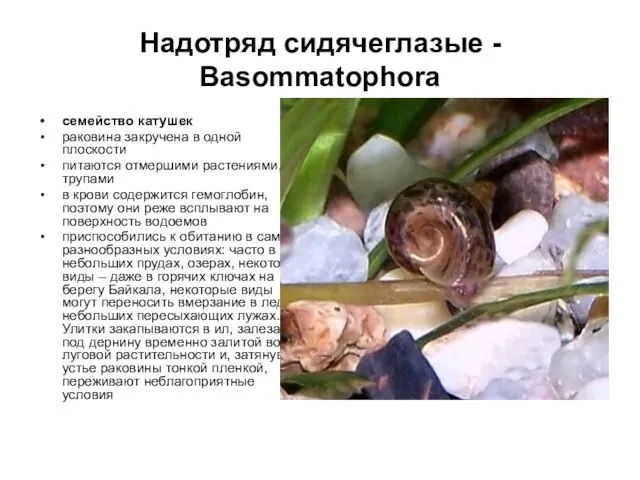 Надотряд сидячеглазые - Basommatophora cемейство катушек раковина закручена в одной