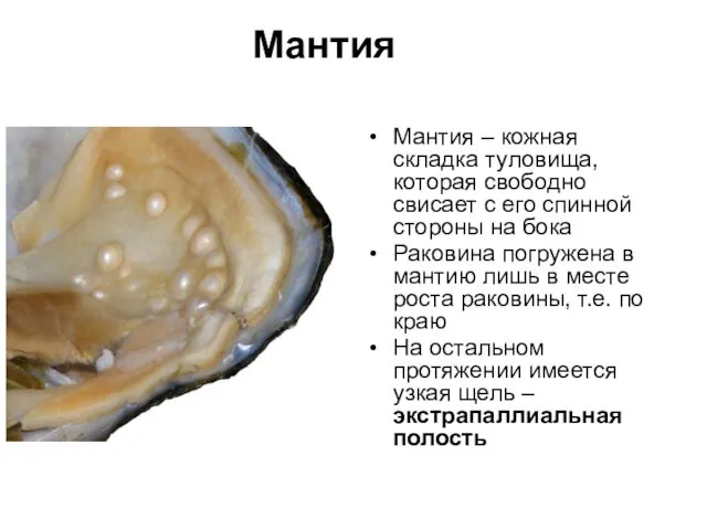 Мантия Мантия – кожная складка туловища, которая свободно свисает с