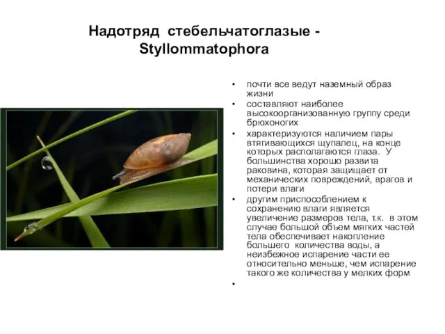 Надотряд стебельчатоглазые - Styllommatophora почти все ведут наземный образ жизни