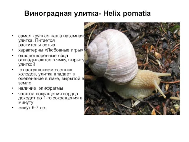 Виноградная улитка- Helix pomatia самая крупная наша наземная улитка. Питается растительностью характерны «Любовные