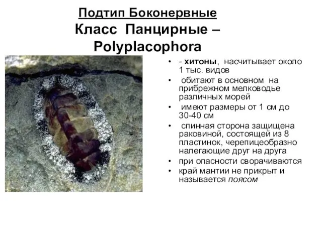 Подтип Боконервные Класс Панцирные – Polyplacophora - хитоны, насчитывает около 1 тыс. видов