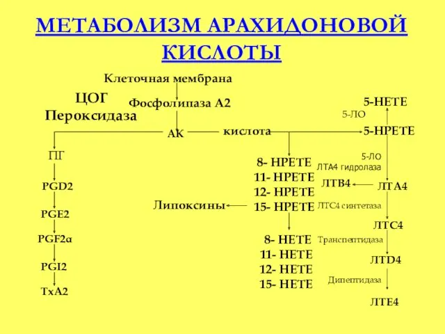 Клеточная мембрана Фосфолипаза А2 АК ЦОГ Пероксидаза ПГ PGD2 PGE2