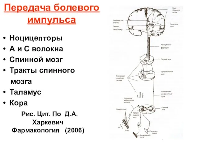 Передача болевого импульса Ноцицепторы А и С волокна Спинной мозг