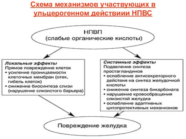 Схема механизмов участвующих в ульцерогенном действиии НПВС