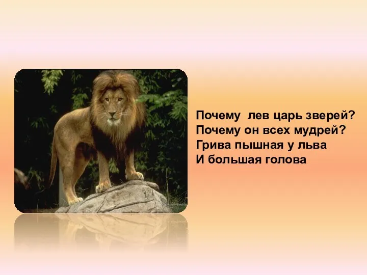 Почему лев царь зверей? Почему он всех мудрей? Грива пышная у льва И большая голова