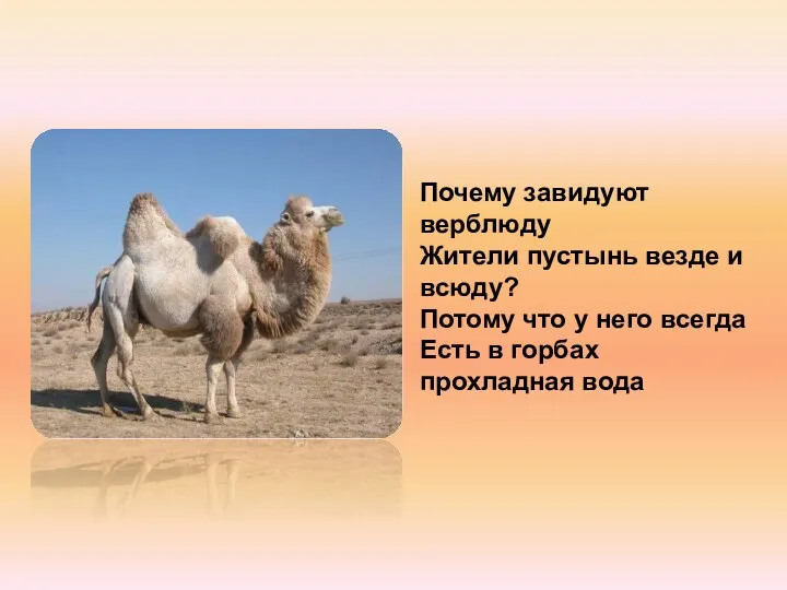 Почему завидуют верблюду Жители пустынь везде и всюду? Потому что