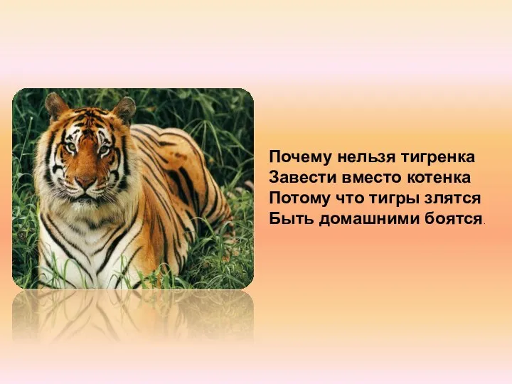 Почему нельзя тигренка Завести вместо котенка Потому что тигры злятся Быть домашними боятся.
