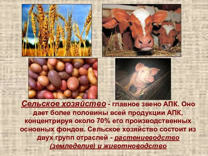 Сельское хозяйство - главное звено АПК. Оно дает более половины