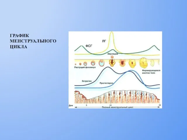 ГРАФИК МЕНСТРУАЛЬНОГО ЦИКЛА