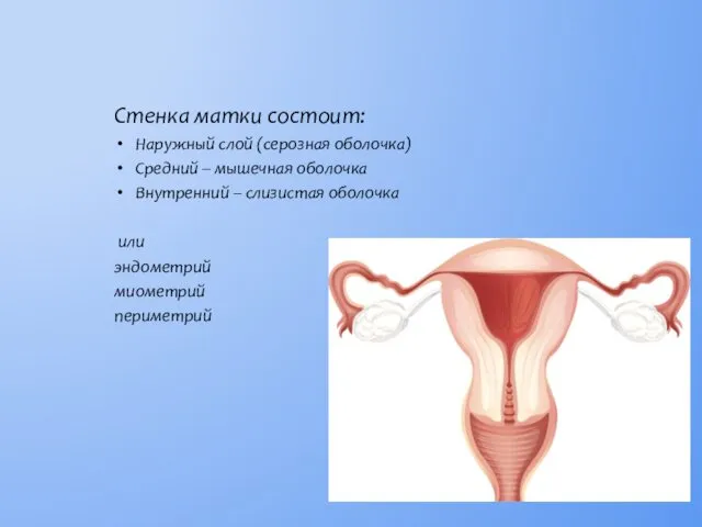 Стенка матки состоит: Наружный слой (серозная оболочка) Средний – мышечная