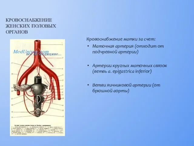 Кровоснабжение матки за счет: Маточная артерия (отходит от подчревной артерии)