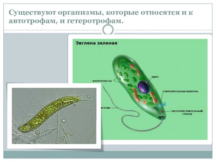 Существуют организмы, которые относятся и к автотрофам, и гетеротрофам.