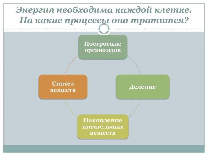 Энергия необходима каждой клетке. На какие процессы она тратится?