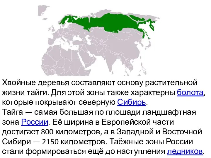 Хвойные деревья составляют основу растительной жизни тайги. Для этой зоны