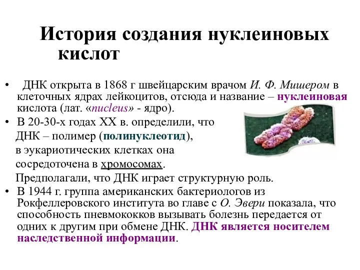 История создания нуклеиновых кислот ДНК открыта в 1868 г швейцарским