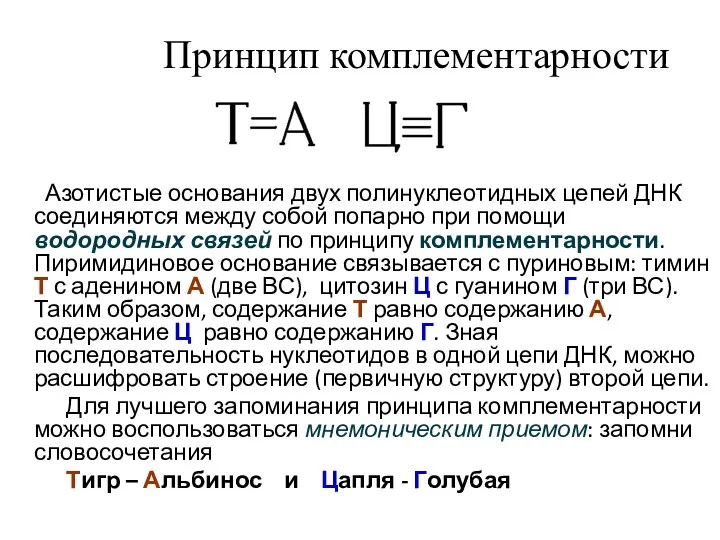 Принцип комплементарности Азотистые основания двух полинуклеотидных цепей ДНК соединяются между