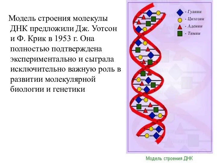 Модель строения молекулы ДНК предложили Дж. Уотсон и Ф. Крик