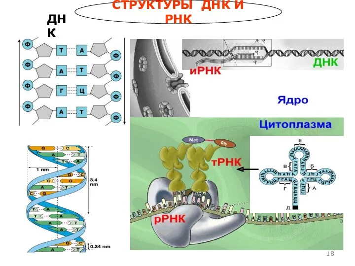СТРУКТУРЫ ДНК И РНК ДНК