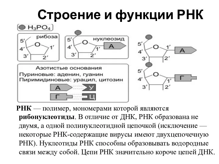 Строение и функции РНК РНК — полимер, мономерами которой являются