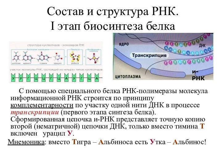 Состав и структура РНК. I этап биосинтеза белка С помощью