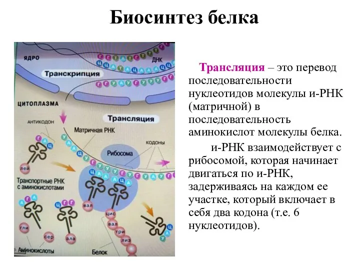 Биосинтез белка Трансляция – это перевод последовательности нуклеотидов молекулы и-РНК