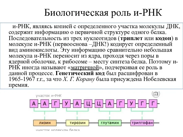 Биологическая роль и-РНК и-РНК, являясь копией с определенного участка молекулы