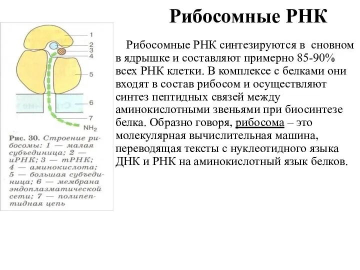 Рибосомные РНК Рибосомные РНК синтезируются в сновном в ядрышке и