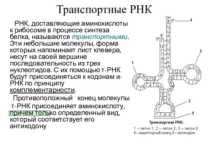 Транспортные РНК РНК, доставляющие аминокислоты к рибосоме в процессе синтеза