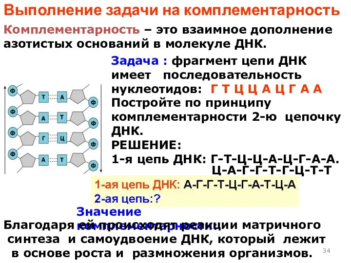 Выполнение задачи на комплементарность Комплементарность – это взаимное дополнение азотистых