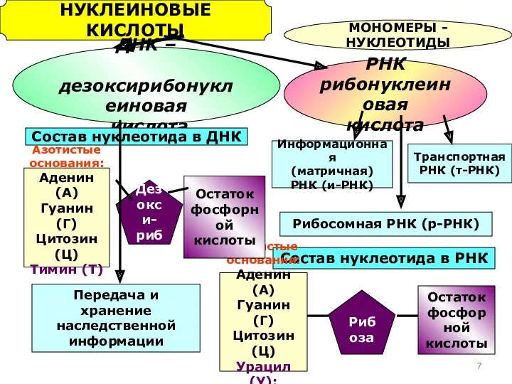 НУКЛЕИНОВЫЕ КИСЛОТЫ МОНОМЕРЫ - НУКЛЕОТИДЫ ДНК – дезоксирибонуклеиновая кислота РНК