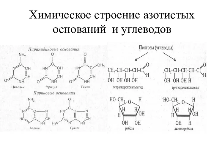 Химическое строение азотистых оснований и углеводов