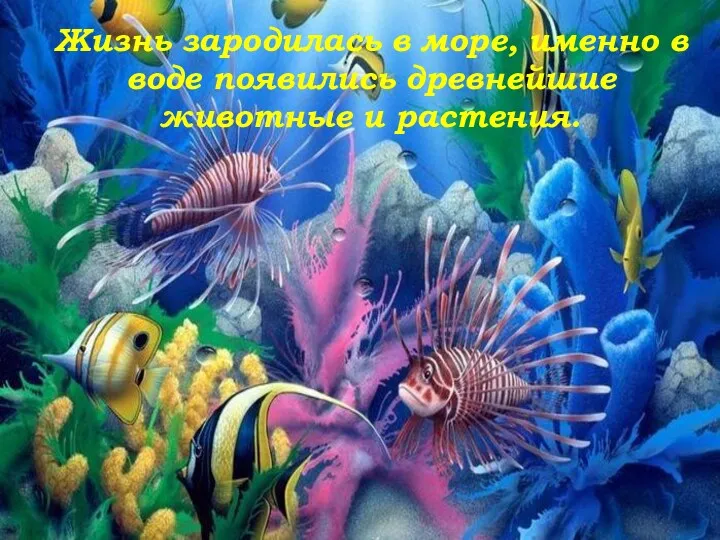 Жизнь зародилась в море, именно в воде появились древнейшие животные и растения.