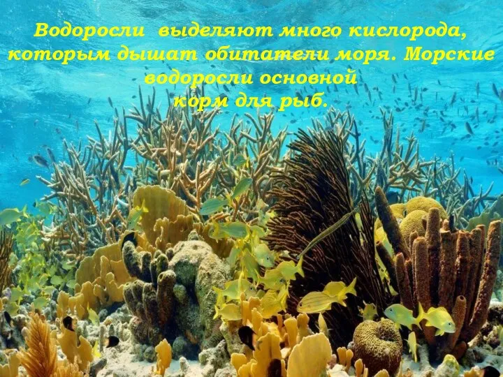 Водоросли выделяют много кислорода, которым дышат обитатели моря. Морские водоросли основной корм для рыб.