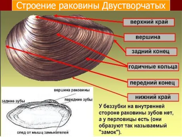 Строение раковины Двустворчатых