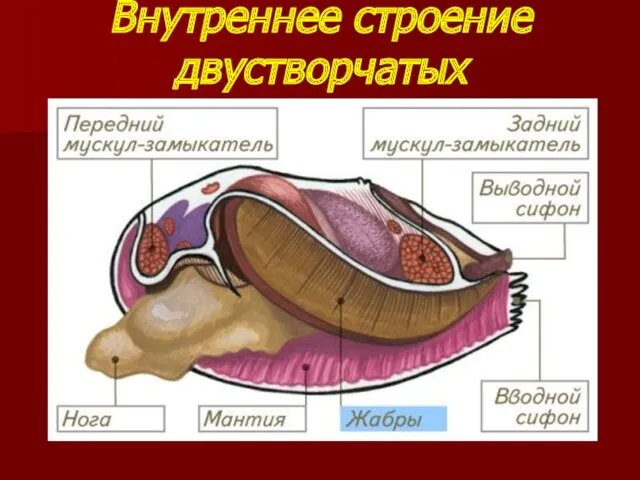 Внутреннее строение двустворчатых