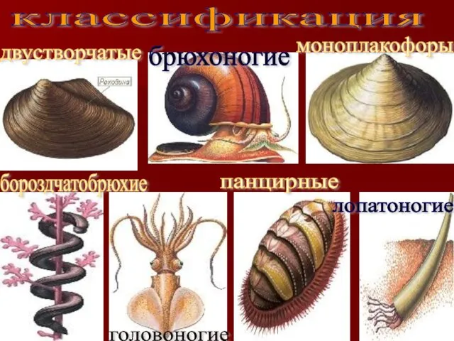 классификация двустворчатые бороздчатобрюхие брюхоногие моноплакофоры головоногие панцирные лопатоногие