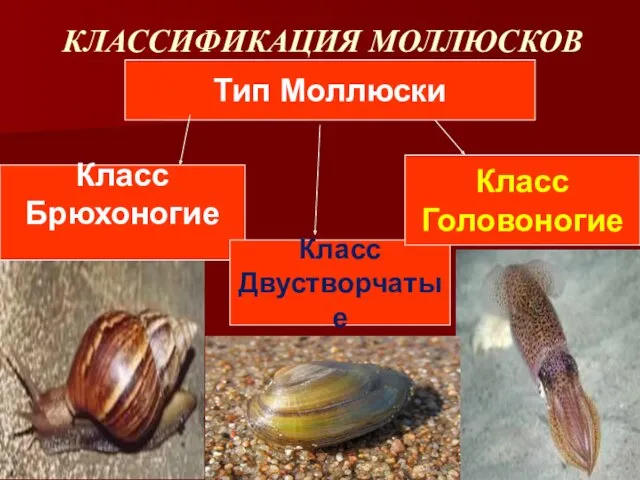 КЛАССИФИКАЦИЯ МОЛЛЮСКОВ Тип Моллюски Класс Брюхоногие Класс Двустворчатые Класс Головоногие