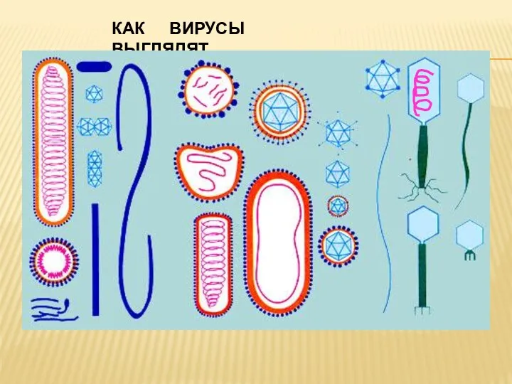 КАК ВИРУСЫ ВЫГЛЯДЯТ