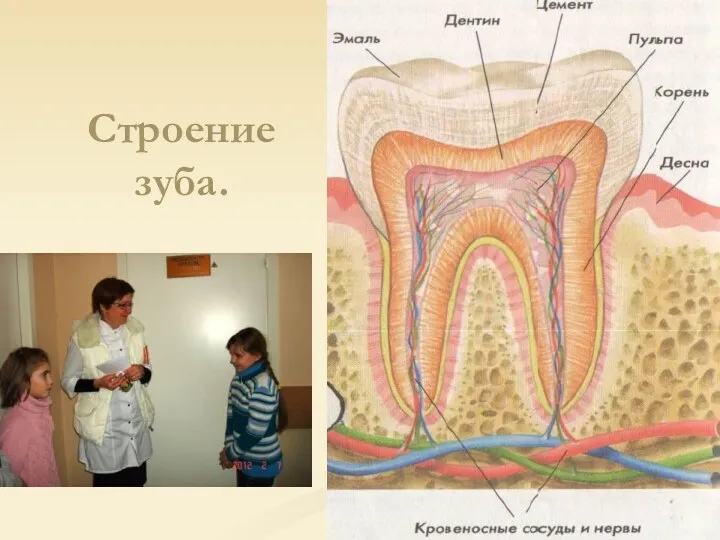 Строение зуба.