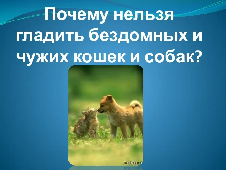 Почему нельзя гладить бездомных и чужих кошек и собак?