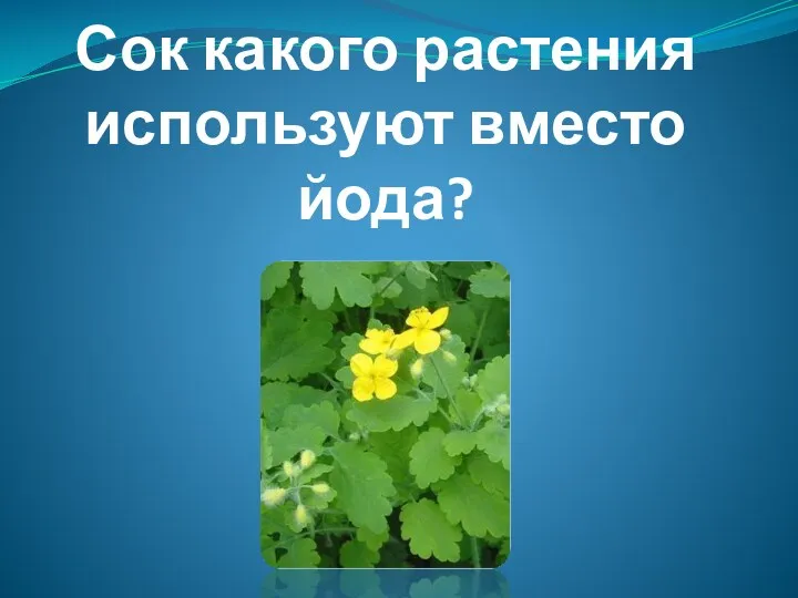 Сок какого растения используют вместо йода?